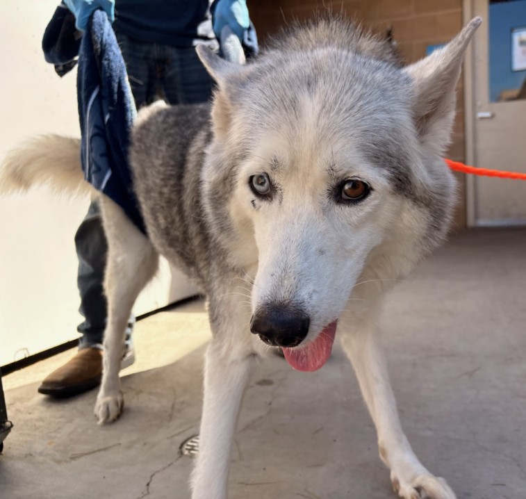 Urgent Partner Alert! Siberian Husky Frost Needs Rescue by 3pm today 9/3/26! - Hope Paws Support Fund - 4b6bb5dc 5d5e 4406 818b f2dcc2977342