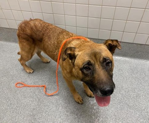 Urgent Partner Alert! Brisco - German Shepherd Mix Needs Rescue by 8/20/26! - Hope Paws Support Fund - 4eeb9534 c6a8 4814 bebb d590e9831bc6