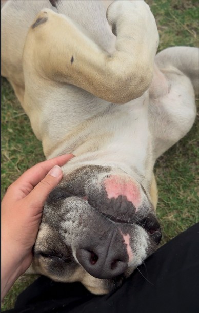 A1962360 - Urgent Partner Alert! Rhea- Boxer mix needs rescue by 10/24/26! - Hope Paws Support Fund - 5cfc9745 d7f0 4091 8b89 897e3022fd8d