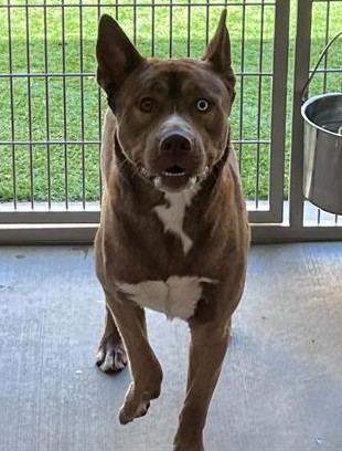 Urgent Partner Alert! Argus - Pit Bull Mix Needs Rescue by 10/11/26! - Hope Paws Support Fund - 62b3989d 4afa 4b78 84f3 bb339f5261a5