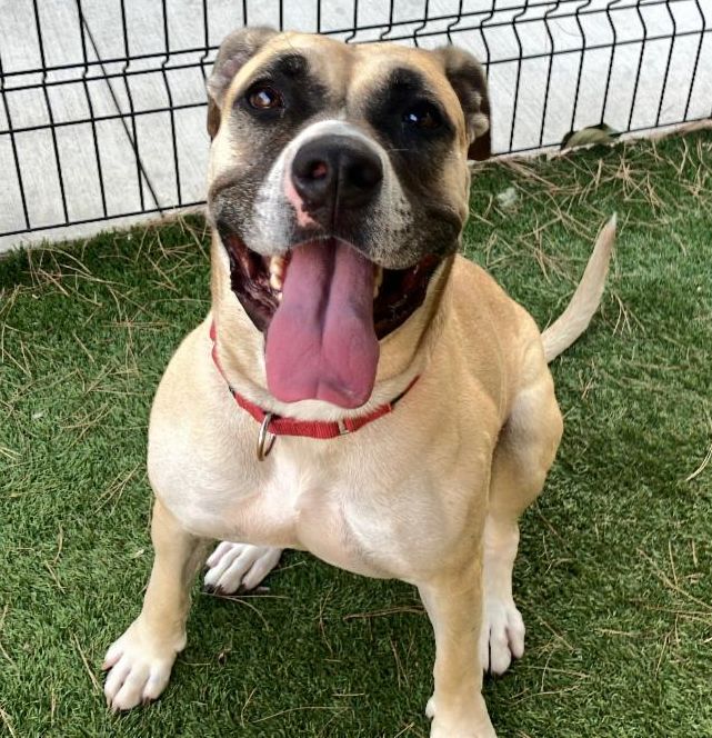 A1962360 - Urgent Partner Alert! Rhea- Boxer mix needs rescue by 10/24/26! - Hope Paws Support Fund - 64e4fd8d dfee 4e9f 92ff 7b7917a17faf