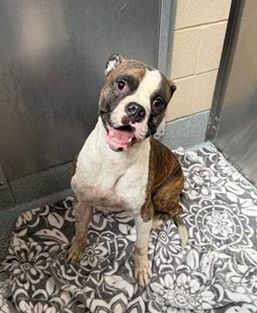 A1980527 - Urgent Partner Alert! Jake- Boxer/Pit Bull mix needs rescue by 10/22/26! - Hope Paws Support Fund - 6c68f48a bd7e 4421 9cd4 1d402e488339