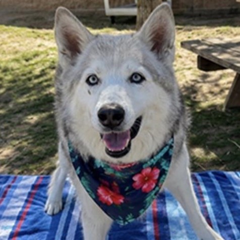 Urgent Partner Alert! Siberian Husky Frost Needs Rescue by 3pm today 9/3/26! - Hope Paws Support Fund - 6f0bca0c 51e6 4aa5 a0aa 7d4d9fb3ab2c