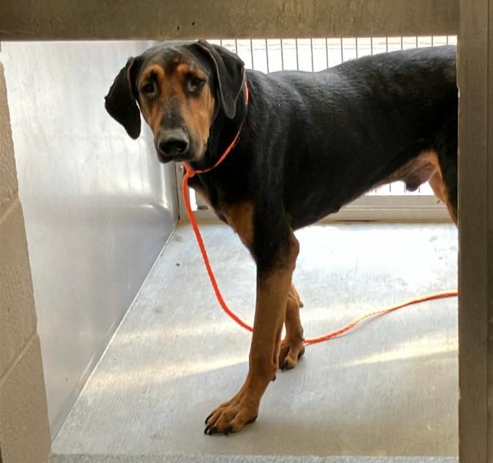 Urgent Partner Alert! Quantum - Doberman Pinscher Mix Needs Rescue by 10/1/26! - Hope Paws Support Fund - 6f53a55a 286f 4d2d be62 88d27935b570