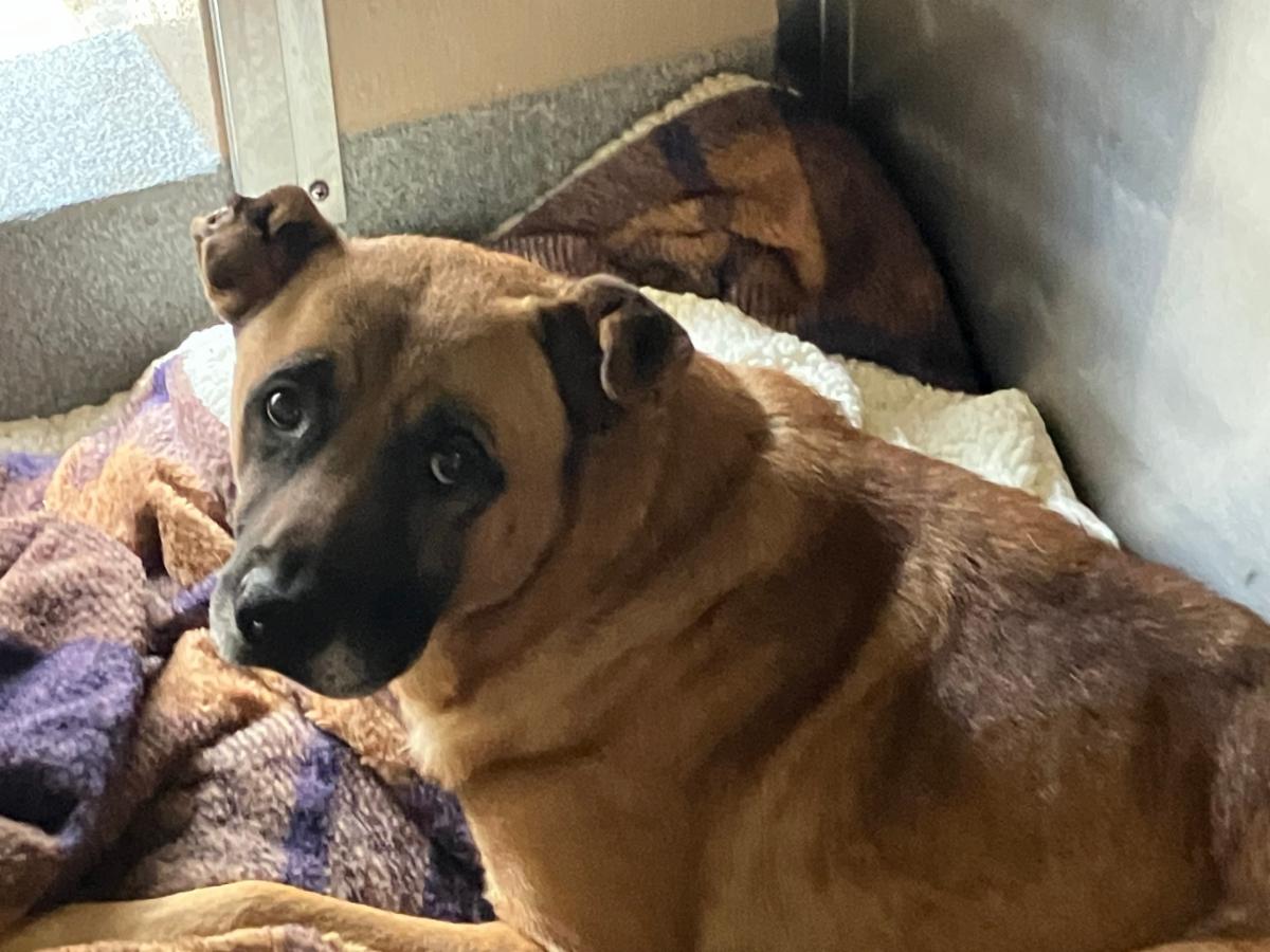 Urgent Partner Alert! Brisco - German Shepherd Mix Needs Rescue by 8/20/26! - Hope Paws Support Fund - 716e9309 be67 4af1 938d b6e38f2ae35d