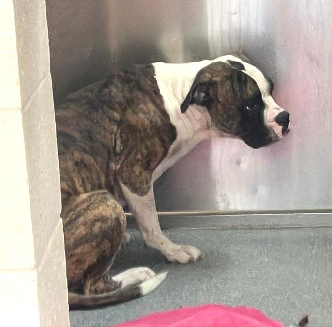A1980527 - Urgent Partner Alert! Jake- Boxer/Pit Bull mix needs rescue by 10/22/26! - Hope Paws Support Fund - 744f3a92 11f8 4cc8 87a1 6c655f423f10
