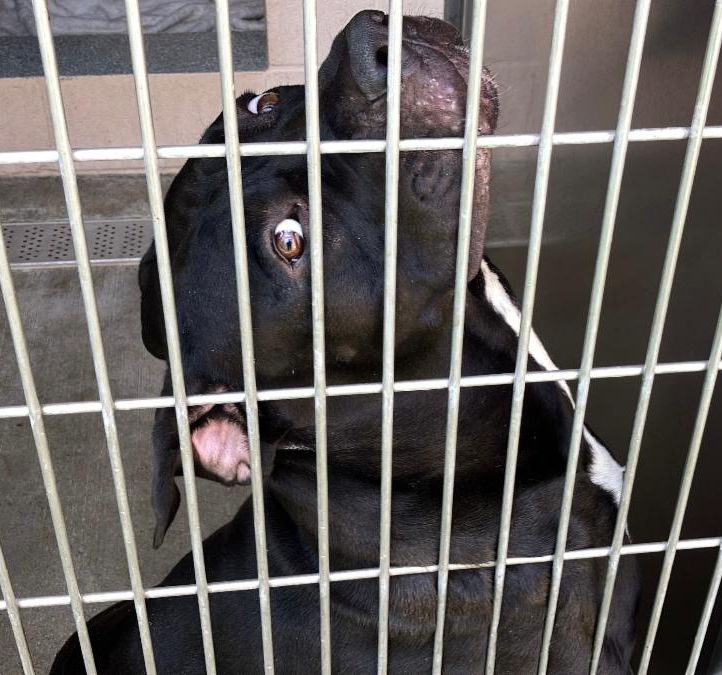 Urgent Partner Alert! Goofy - Rottweiler Mix Needs Rescue by 9/2/26! - Hope Paws Support Fund - 77527399 1458 47bc 9092 2e6ab8087d21