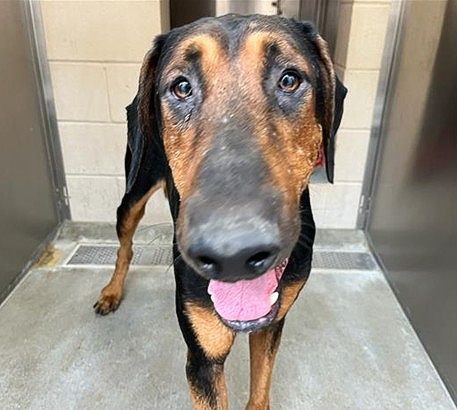 Urgent Partner Alert! Quantum - Doberman Pinscher Mix Needs Rescue by 10/1/26! - Hope Paws Support Fund - 775c0e01 467b 4452 ad35 8a5c38595218