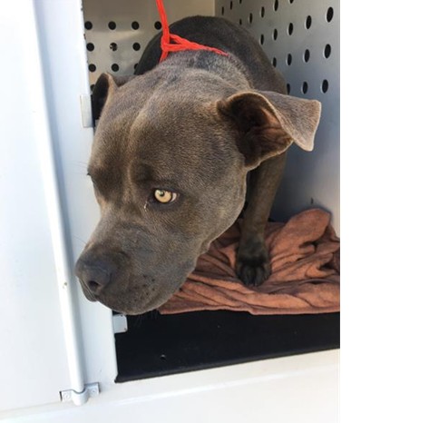 Urgent Partner Alert! Hayley - Pit Bull Needs Rescue by 9/9/26! - Hope Paws Support Fund - 7c667e66 31f9 4c3f b72b ea89a7a47255