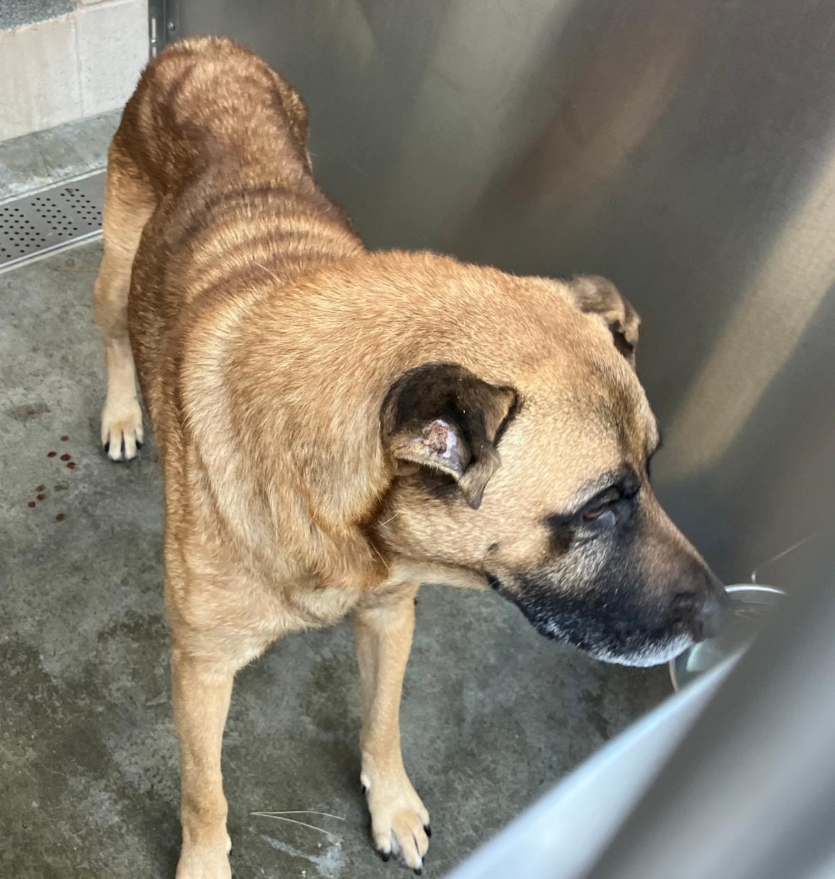 Urgent Partner Alert! Brisco - German Shepherd Mix Needs Rescue by 8/20/26! - Hope Paws Support Fund - 7f68faf8 1923 4e2c 8d68 0a19cdd80317