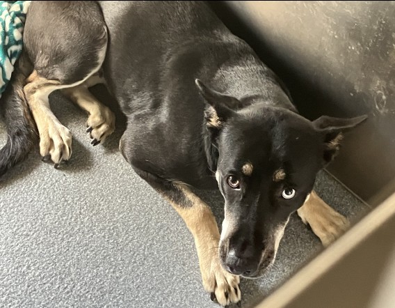 Urgent Partner Alert! 4 Behavior Dogs Need Rescue by 9/8/26! - Hope Paws Support Fund - 86f87ccb 6eea 4ee4 8885 4f039abe72cd