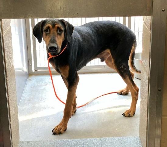 Urgent Partner Alert! Quantum - Doberman Pinscher Mix Needs Rescue by 10/1/26! - Hope Paws Support Fund - 8a09c499 f176 41f5 803a 43d49dd94e8e
