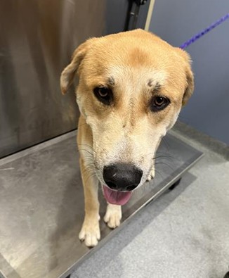 Urgent Partner Alert! 4 Behavior Dogs Need Rescue by 9/8/26! - Hope Paws Support Fund - 8bb9f8e1 ffcc 4518 b288 3f3edf320208