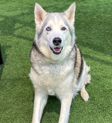 Urgent Partner Alert! Siberian Husky Frost Needs Rescue by 3pm today 9/3/26! - Hope Paws Support Fund - 90691364 db7d 4f28 93e2 0a8a64326c1b