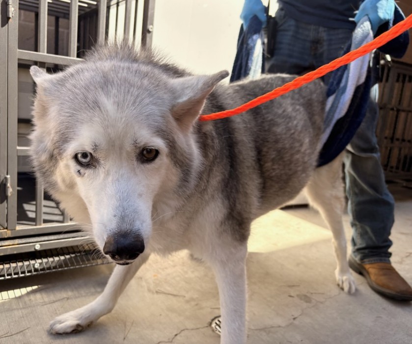 Urgent Partner Alert! Siberian Husky Frost Needs Rescue by 3pm today 9/3/26! - Hope Paws Support Fund - 9527b104 5b41 4b8b 8122 36e79c689066