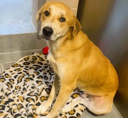 Urgent Partner Alert! 4 Behavior Dogs Need Rescue by 9/8/26! - Hope Paws Support Fund - 98c47c02 33a2 4ff8 a28c d89285edaaf8