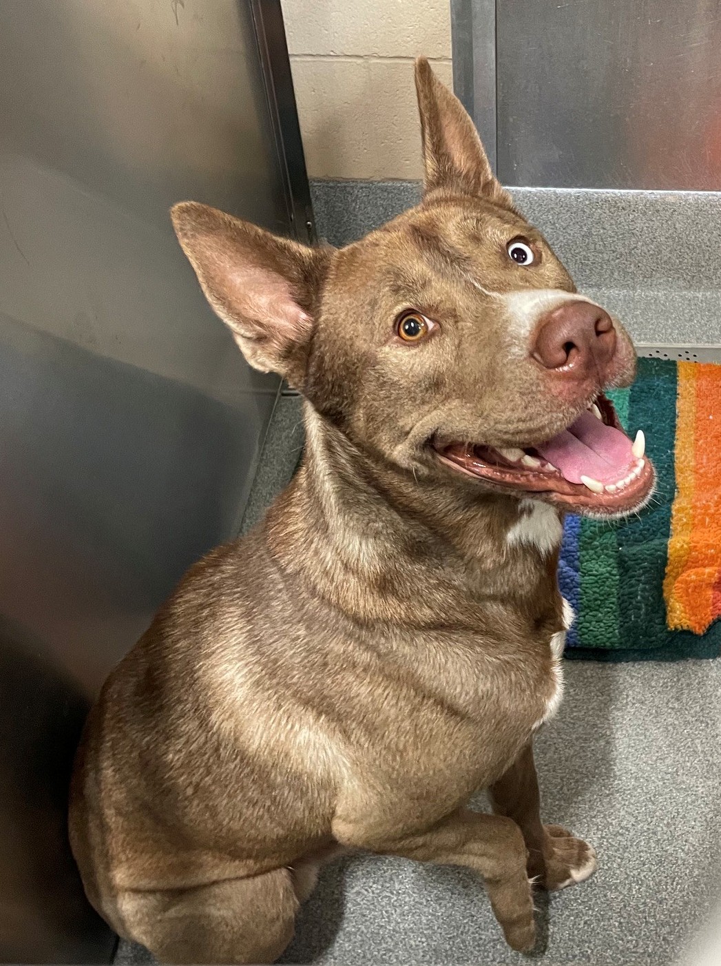 Urgent Partner Alert! Argus - Pit Bull Mix Needs Rescue by 10/11/26! - Hope Paws Support Fund - 98cff8f0 68a7 4398 bd4d ee75a2d25ee7