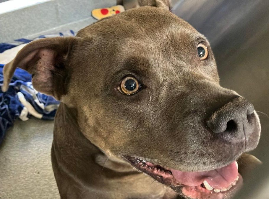 Urgent Partner Alert! Hayley - Pit Bull Needs Rescue by 9/9/26! - Hope Paws Support Fund - 9c873770 7174 4762 8237 e3bebdd24224