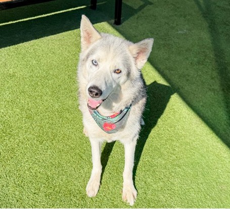 Urgent Partner Alert! Siberian Husky Frost Needs Rescue by 3pm today 9/3/26! - Hope Paws Support Fund - 9fa76e0e 3543 4b2a b54d d30d8269b9e3