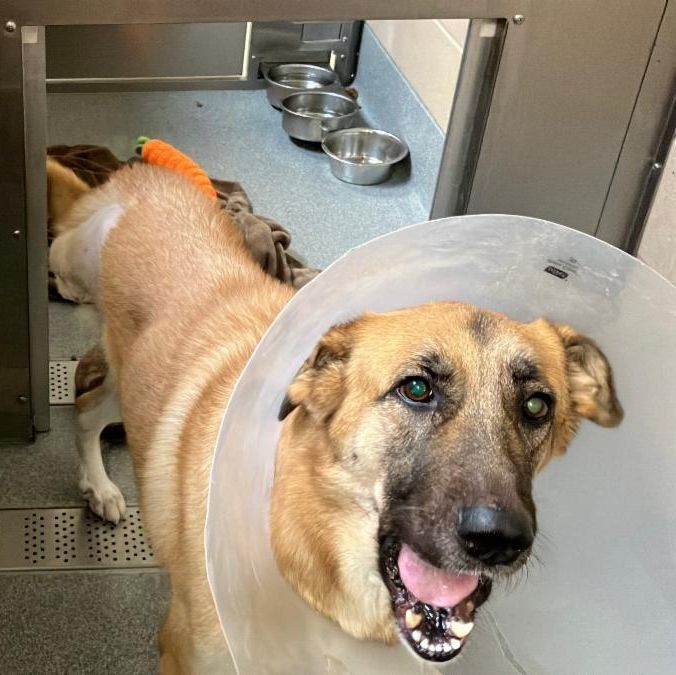 Urgent Partner Alert! Nola - German Shepherd Needs Rescue by 9/24/26! - Hope Paws Support Fund - a33ec673 c2ce 4cd2 828d dee604542258