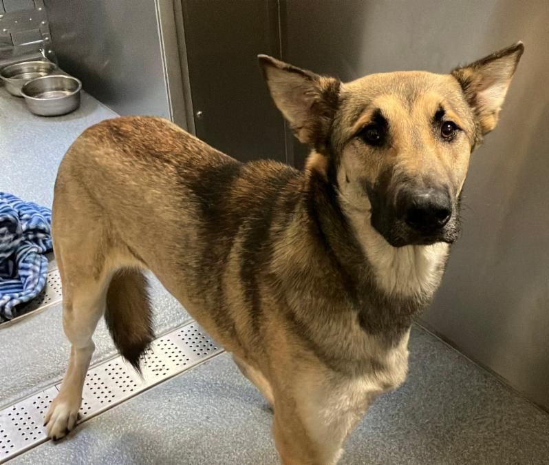 Urgent Partner Alert! Skippie - German Shepherd Mix Needs Rescue by 9/2/26! - Hope Paws Support Fund - a9c7bb4c 8071 4759 a4de 5853df87e36d