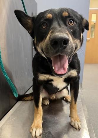 Urgent Partner Alert! 4 Behavior Dogs Need Rescue by 9/8/26! - Hope Paws Support Fund - ae979c5b f092 4a85 b874 f9cf83c282bc