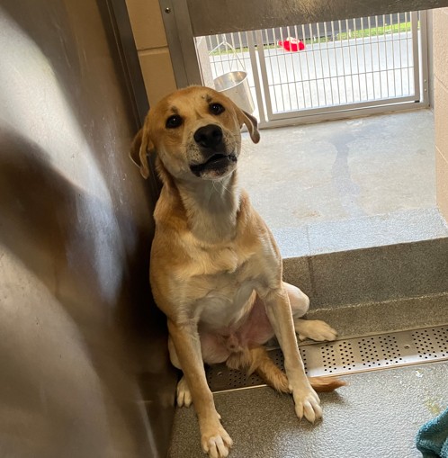 Urgent Partner Alert! 4 Behavior Dogs Need Rescue by 9/8/26! - Hope Paws Support Fund - b3ac0c04 300d 4b95 aad2 222d62fdb246