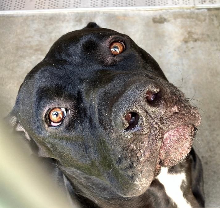 Urgent Partner Alert! Goofy - Rottweiler Mix Needs Rescue by 9/2/26! - Hope Paws Support Fund - bc5b883f dfe6 4e9c 99ef 93661f1cca7e