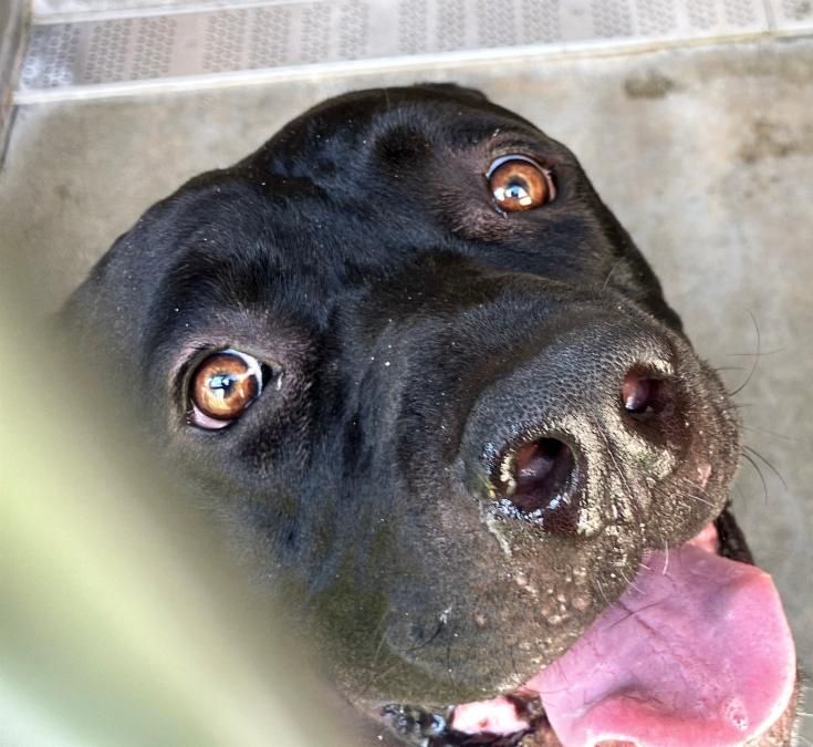 Urgent Partner Alert! Goofy - Rottweiler Mix Needs Rescue by 9/2/26! - Hope Paws Support Fund - cbe25c4d 2376 49bb b30b ebc1a88694ce