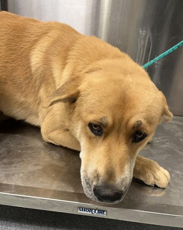 Urgent Partner Alert! 4 Behavior Dogs Need Rescue by 9/8/26! - Hope Paws Support Fund - cc43530c 4fcf 4a01 9ccd 25661cea4acd