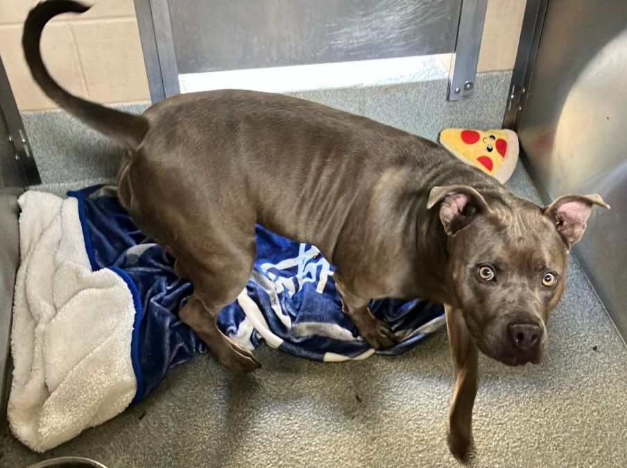 Urgent Partner Alert! Hayley - Pit Bull Needs Rescue by 9/9/26! - Hope Paws Support Fund - d2a824e5 5564 4f8a 9d88 eaa1672fc7b6