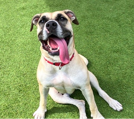 A1962360 - Urgent Partner Alert! Rhea- Boxer mix needs rescue by 10/24/26! - Hope Paws Support Fund - d3644bdf da5c 4f33 98b0 f74049134a28