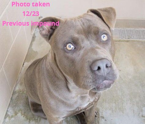 Urgent Partner Alert! Hayley - Pit Bull Needs Rescue by 9/9/26! - Hope Paws Support Fund - d38b42f3 8a68 4f9b 8c8b 291a778c645d