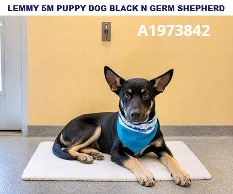 Urgent Partner Alert! 4 Behavior Dogs Need Rescue by 9/8/26! - Hope Paws Support Fund - d614da6c 6ccb 4fc2 85f0 b26a097da43f