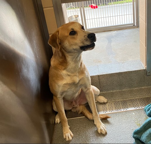 Urgent Partner Alert! 4 Behavior Dogs Need Rescue by 9/8/26! - Hope Paws Support Fund - d70d1378 d957 449a bc40 d5fe53fab905