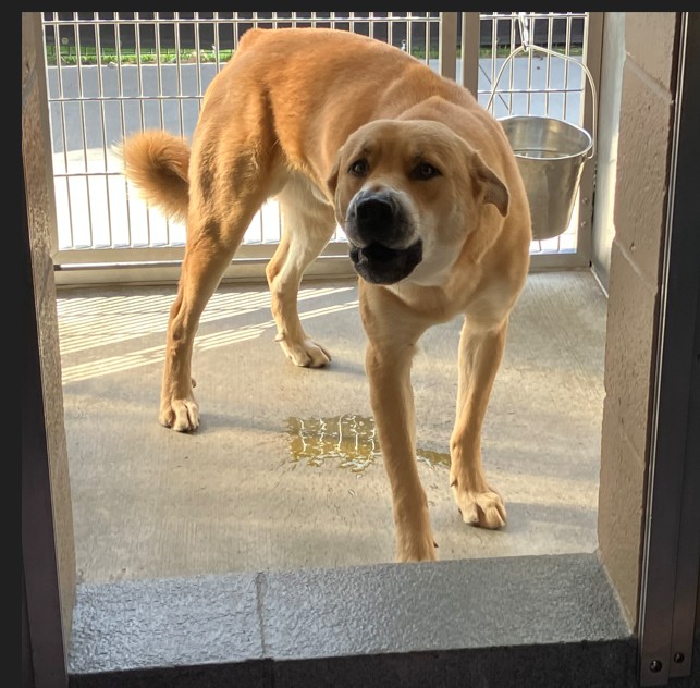 Urgent Partner Alert! 4 Behavior Dogs Need Rescue by 9/8/26! - Hope Paws Support Fund - dba8f4c2 561e 427b b541 73c03d8d9eb1