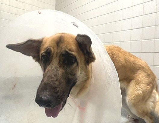 Urgent Partner Alert! Nola - German Shepherd Needs Rescue by 9/24/26! - Hope Paws Support Fund - e6f1d3e7 cb40 4b13 a222 418bb11c5057