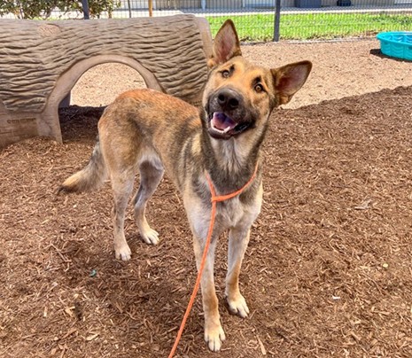 Urgent Partner Alert! Skippie - German Shepherd Mix Needs Rescue by 9/2/26! - Hope Paws Support Fund - ea94c313 1af6 4a2c a4a1 6254a94395fa