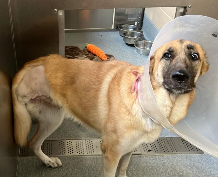 Urgent Partner Alert! Nola - German Shepherd Needs Rescue by 9/24/26! - Hope Paws Support Fund - f35ff1d6 2390 4235 b222 29b4c8c89b62