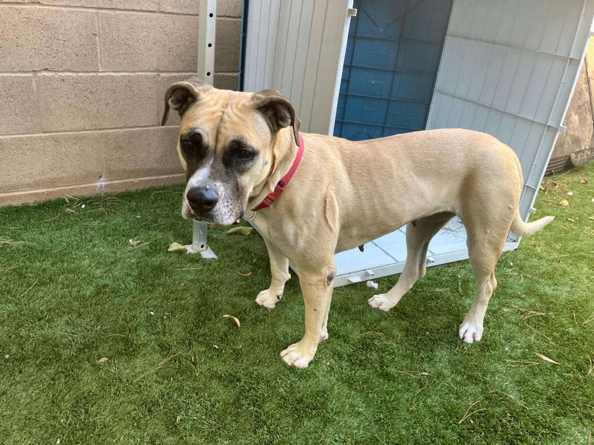 A1962360 - Urgent Partner Alert! Rhea- Boxer mix needs rescue by 10/24/26! - Hope Paws Support Fund - f55acfaa 1a9d 4c34 a1e3 cfacb917a621