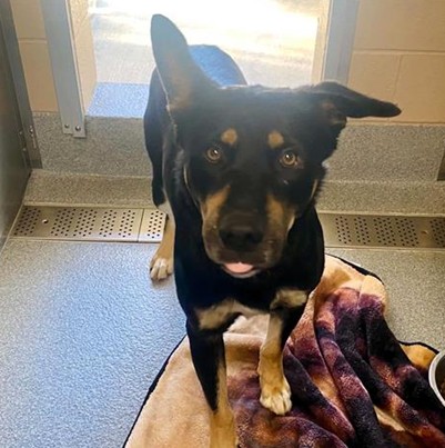 Urgent Partner Alert! 4 Behavior Dogs Need Rescue by 9/8/26! - Hope Paws Support Fund - f6925be1 2ecb 444b 9537 91568b2b0159