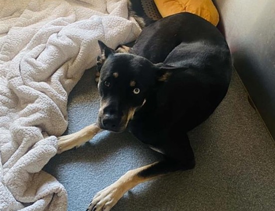 Urgent Partner Alert! 4 Behavior Dogs Need Rescue by 9/8/26! - Hope Paws Support Fund - fb63f4fb d22f 48e1 bcf4 2510fede21b9