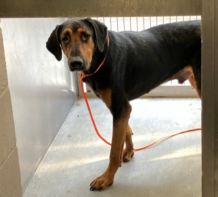 Urgent Partner Alert! Quantum - Doberman Pinscher Mix Needs Rescue by 10/1/26! - Hope Paws Support Fund - fd22cb08 dee2 44c5 a6c2 61d2abec4953