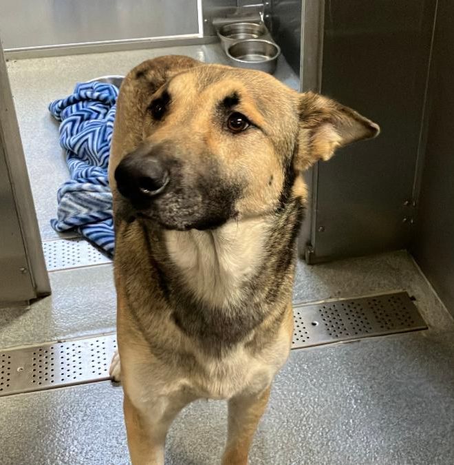 Urgent Partner Alert! Skippie - German Shepherd Mix Needs Rescue by 9/2/26! - Hope Paws Support Fund - fdc26fb3 08a7 4c40 b723 580e5094f13d