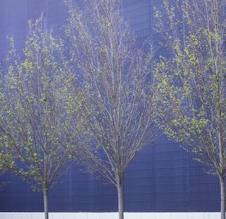 Photo of trees beginning to sprout leaves in spring with purple wall in background. 