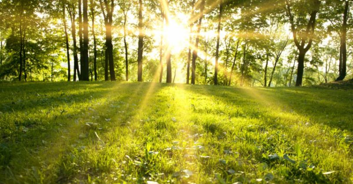 spring_forest_sunrise.jpg
