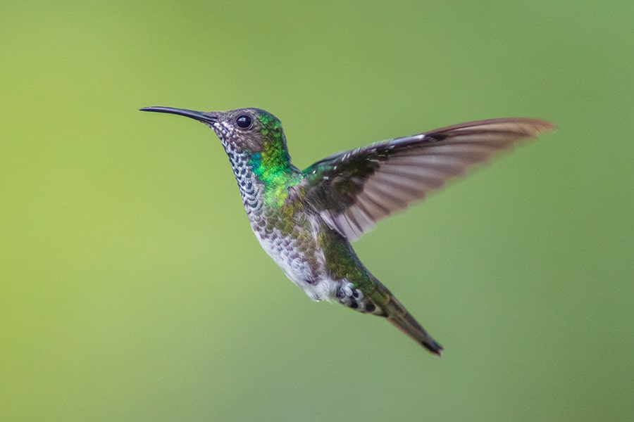 A female white-necked jacobin hummingbird.