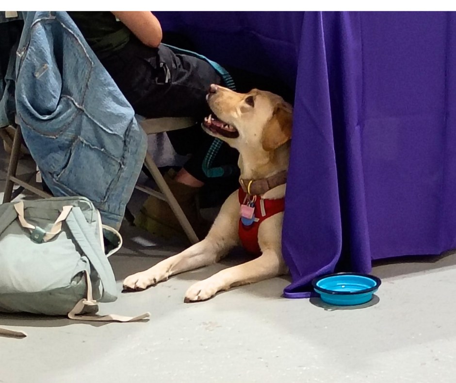 A yellow lab lays under a table looking up at his trainer.