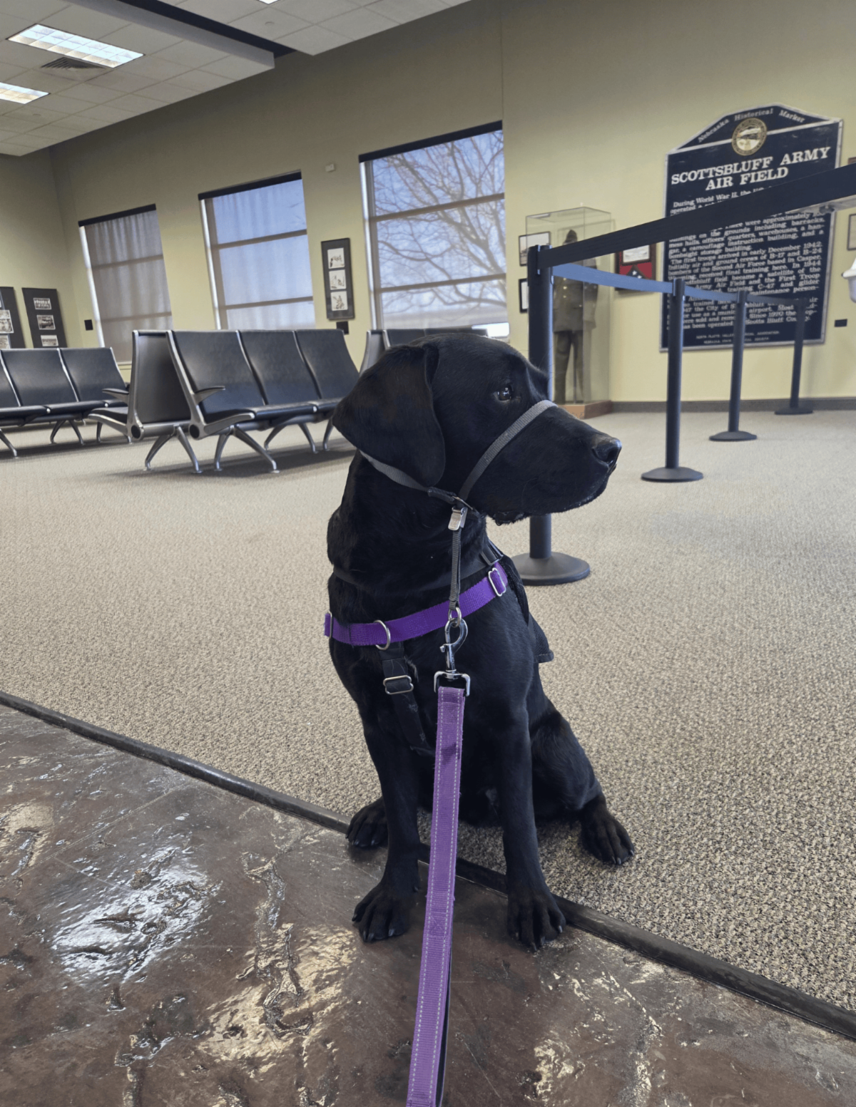 A black lab named Forest sits in an airport lobby. 