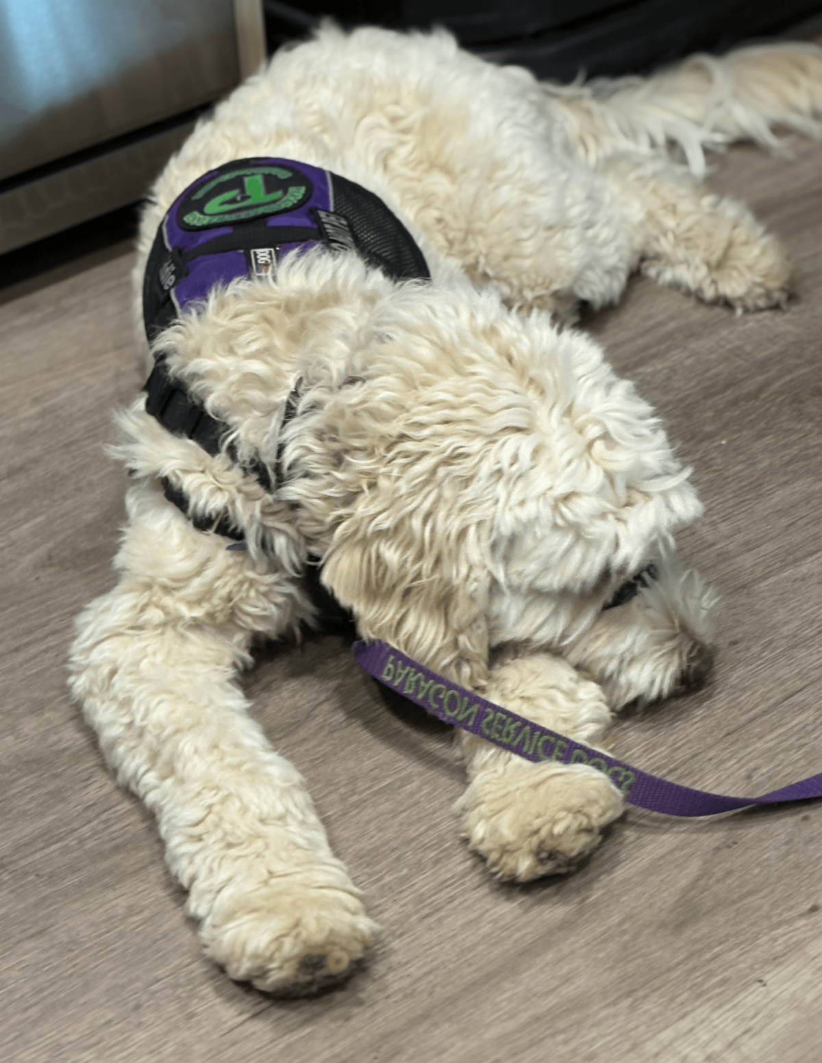 •	Eddie naps on the floor wearing both a purple Paragon vest and matching leash.
